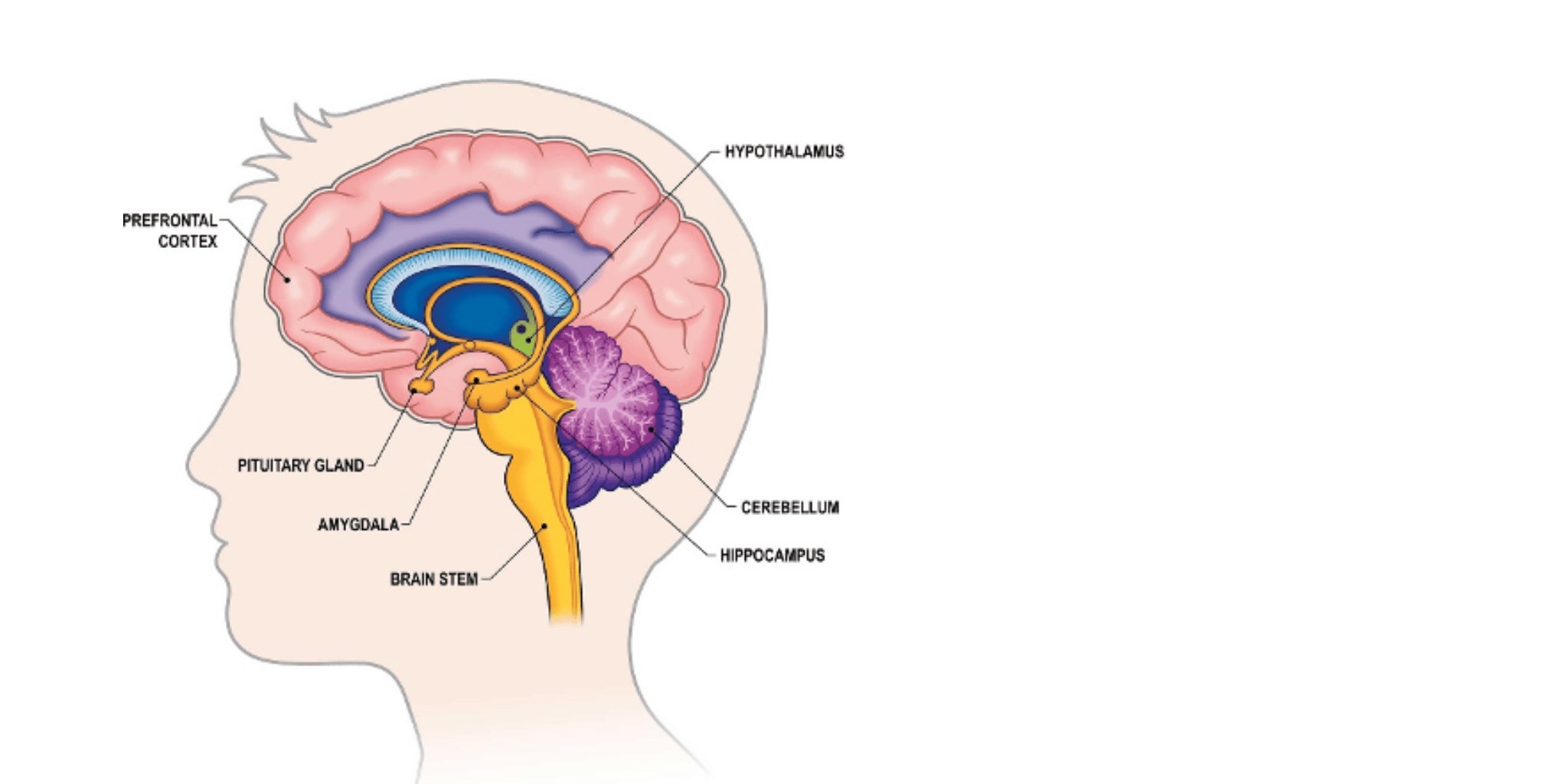 A medical illustration of the brain showing the limbic system